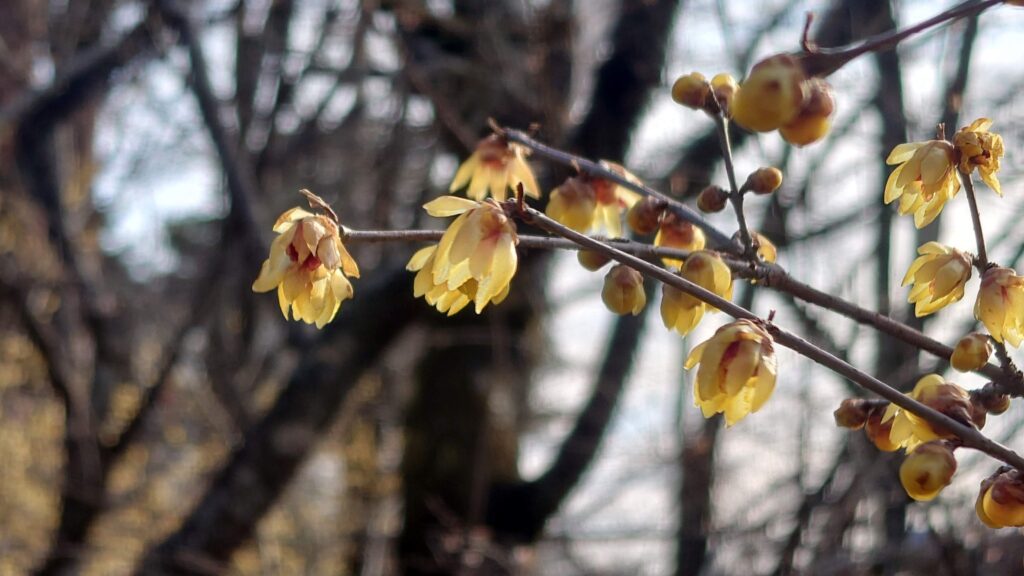 城峯公園の蝋梅