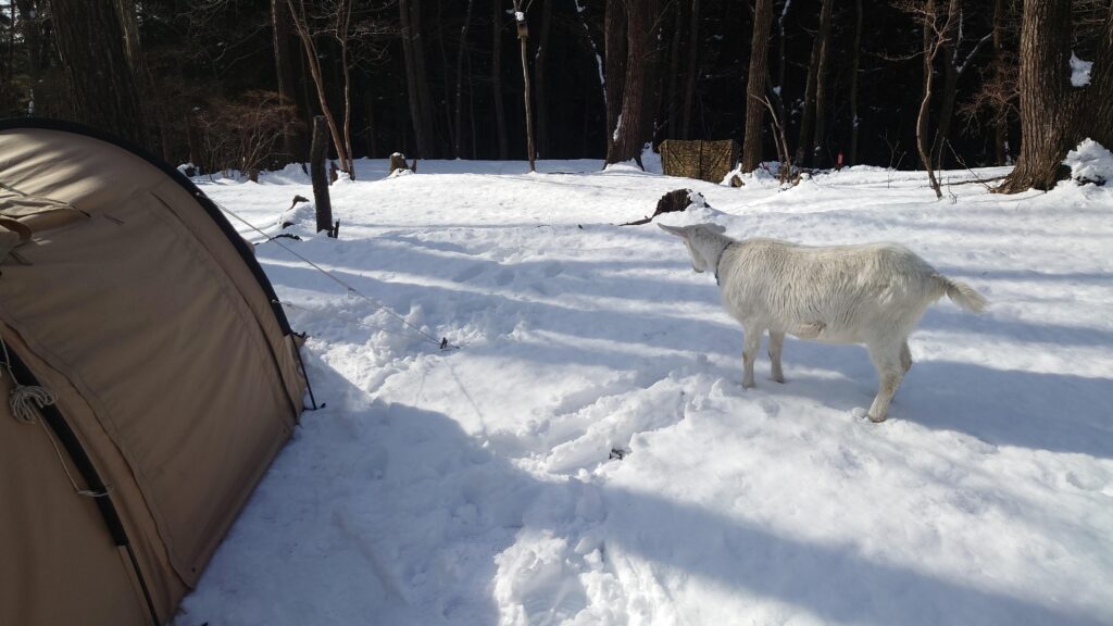 雪の中のテントと山羊