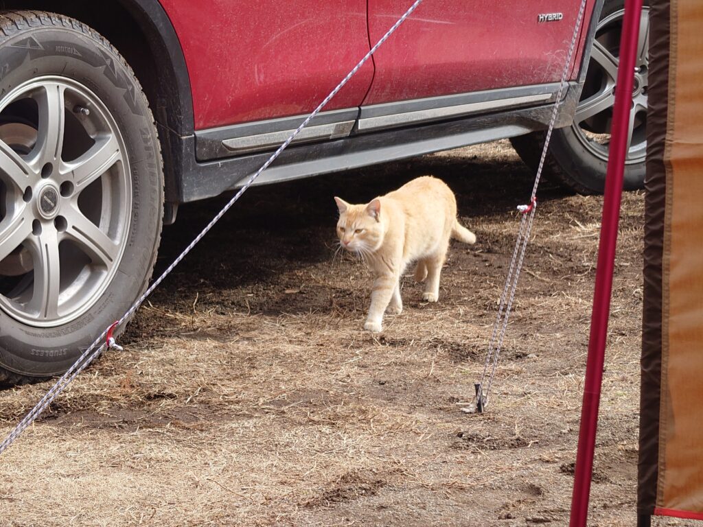 近づいてくる猫