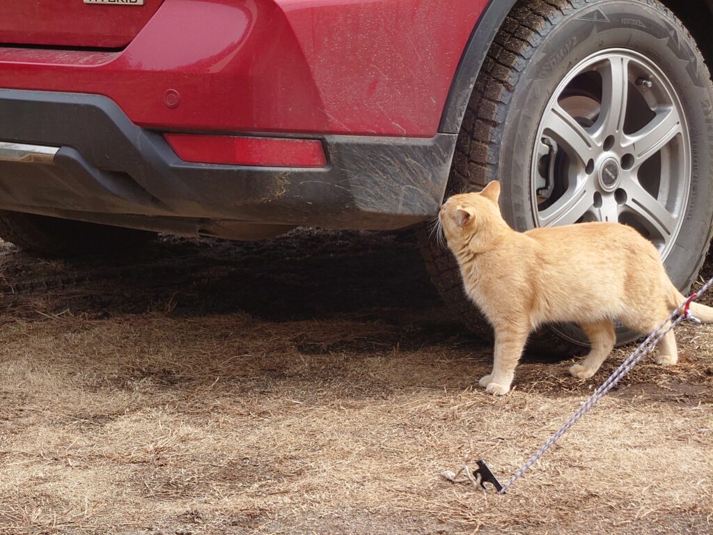 車に近寄る猫