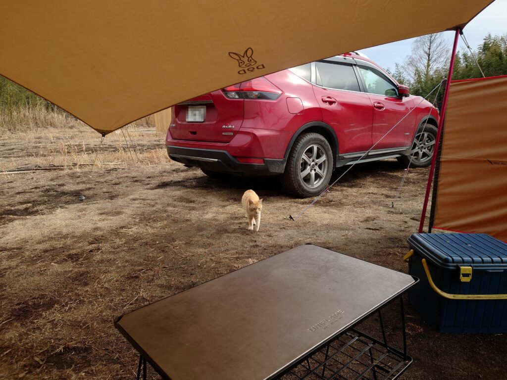 テントに近づく猫