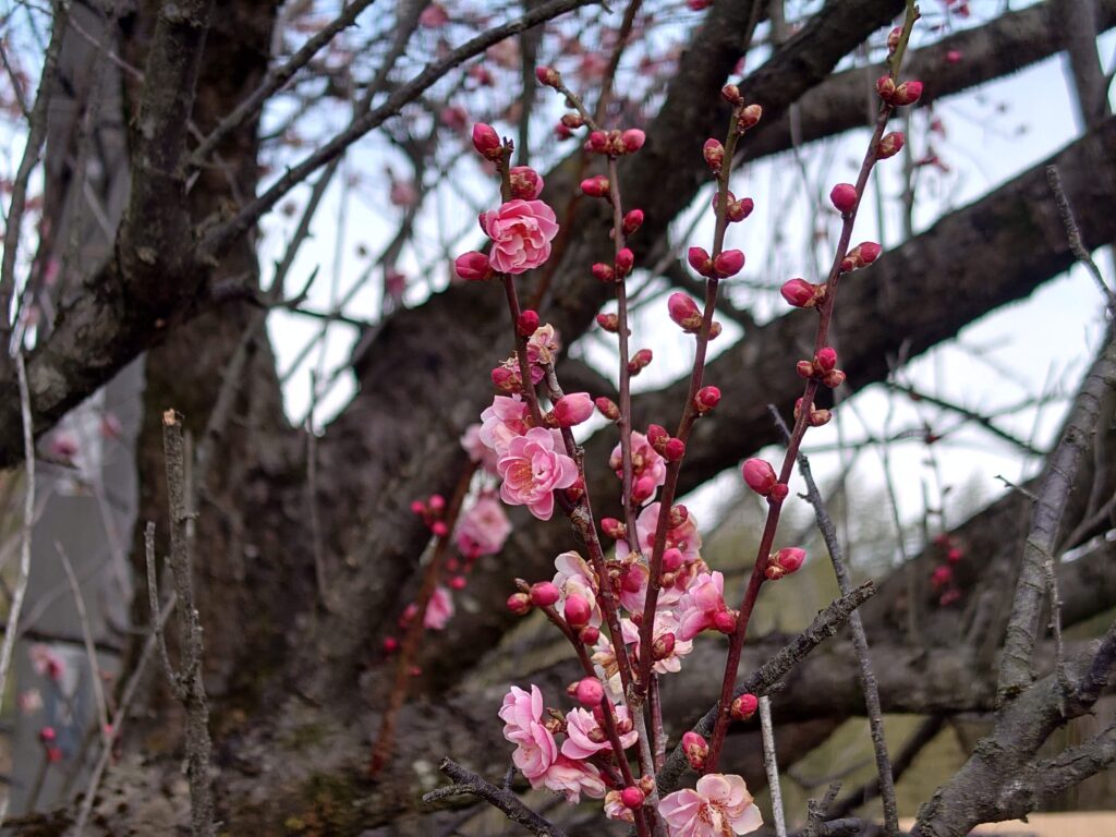 キャンプベース安中榛名の梅の花