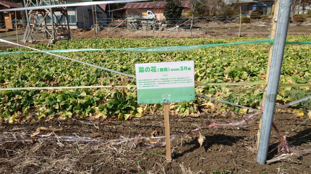 菜の花畑の看板