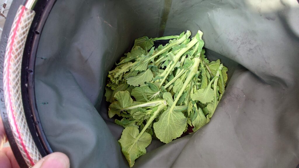 採取した菜の花