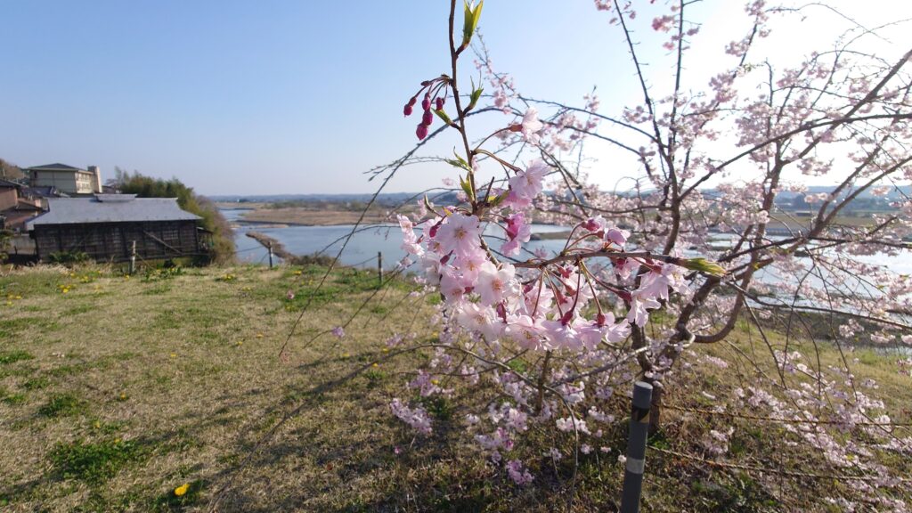 那珂川沿いに咲くさくら