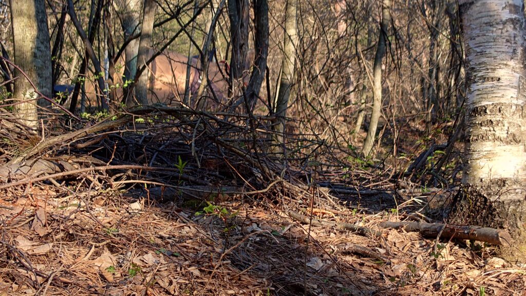 サイト際の枯れ枝