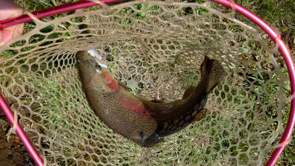 バラギ湖のマス