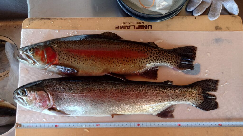 バラギ湖でつり上げたマス