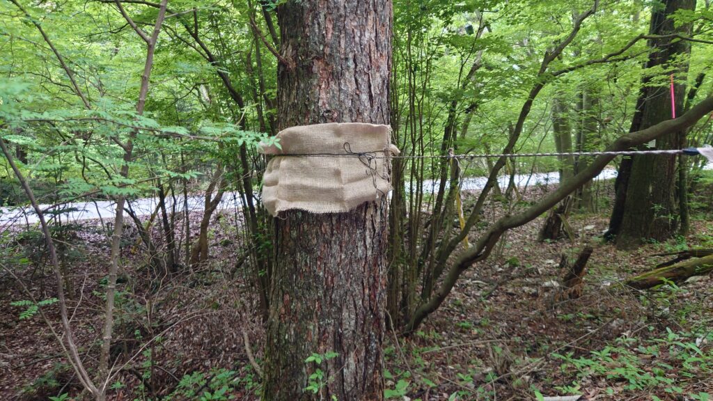 サイト奥の木に結んだロープ