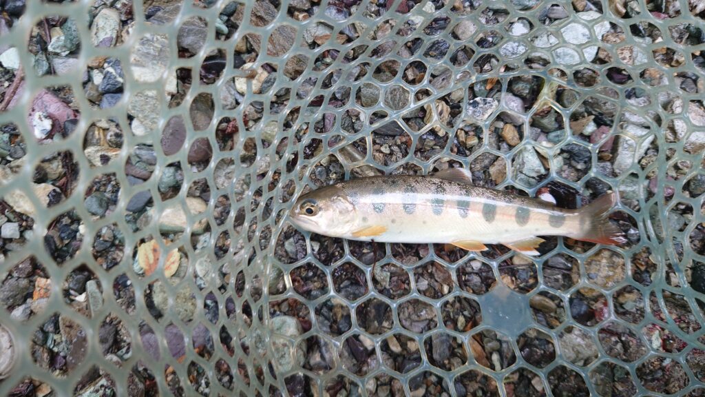 渓流釣りようらくのヤマメ