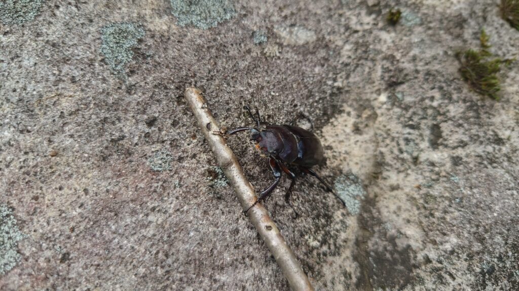 ミヤマクワガタの雌