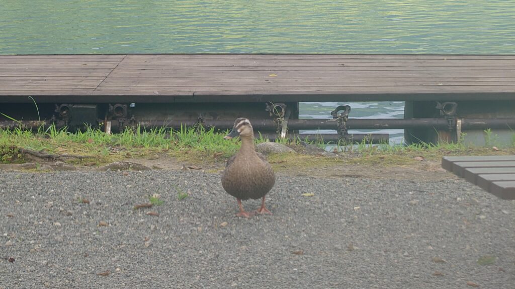 曽原湖からの珍客