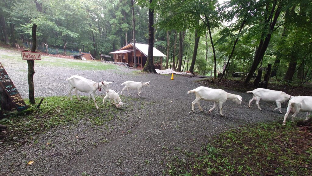 キャンプ冒険仲間山羊の行進