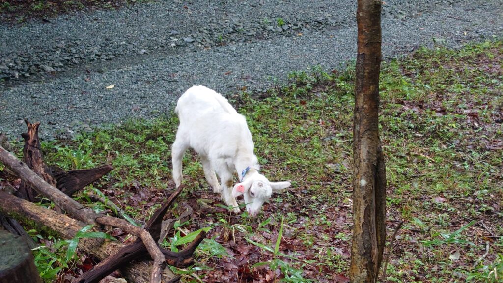 キャンプ冒険仲間山羊の放牧