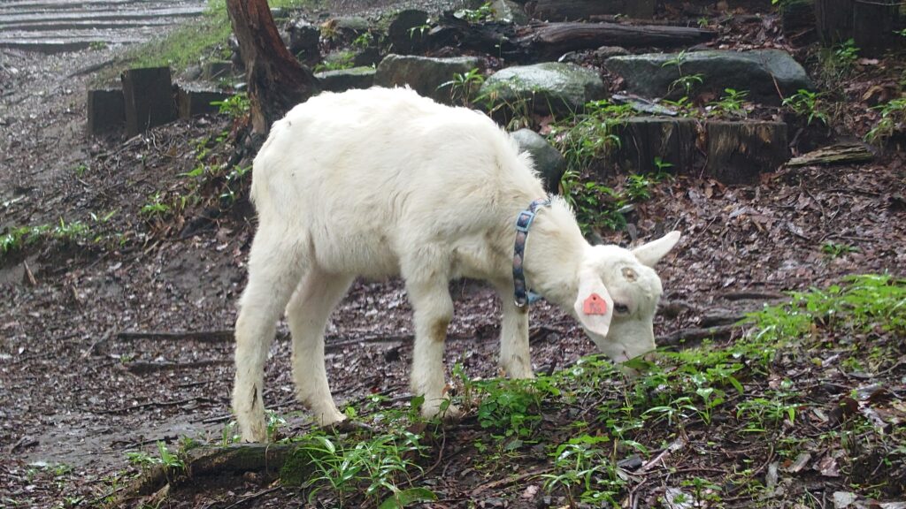 キャンプ冒険仲間山羊の食事