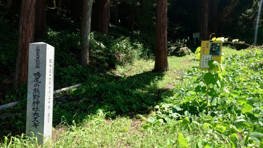 鳴尾の熊野神社大スギ