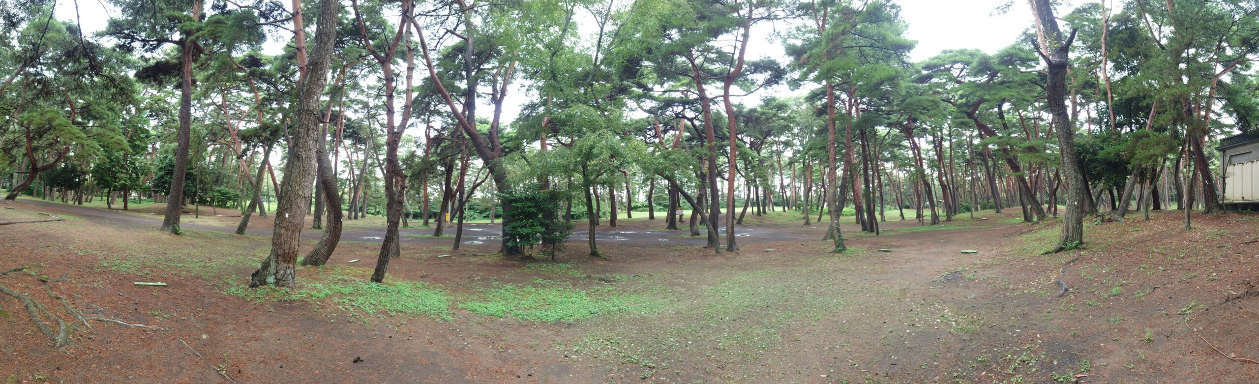 大洗キャンプ場の松林