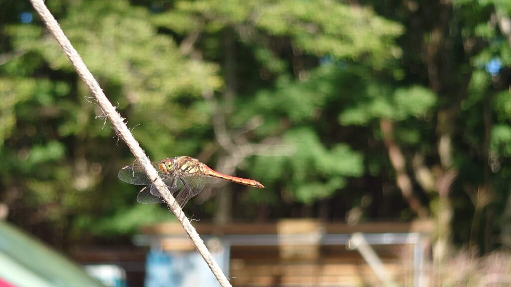 星空キャンプ場のとんぼ