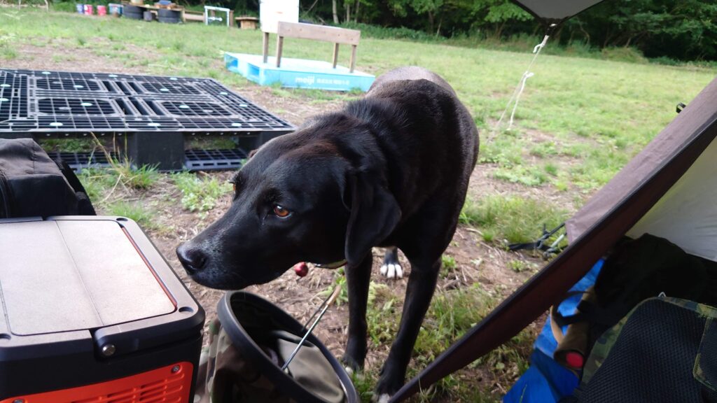 星空キャンプ場パトロール犬？？？