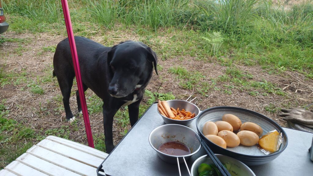 星空キャンプ場の来訪者