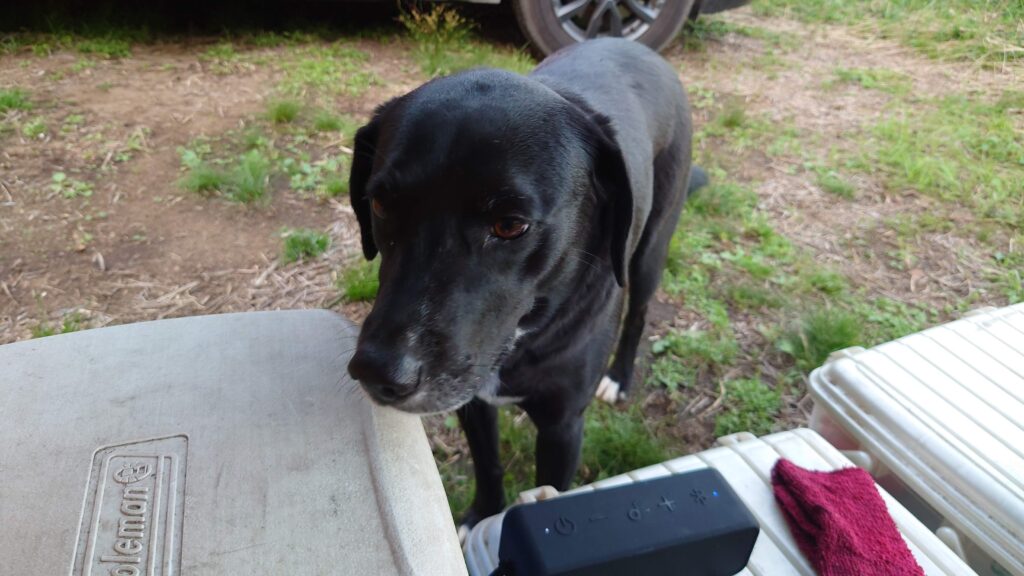 星空キャンプ場の黒い大型犬