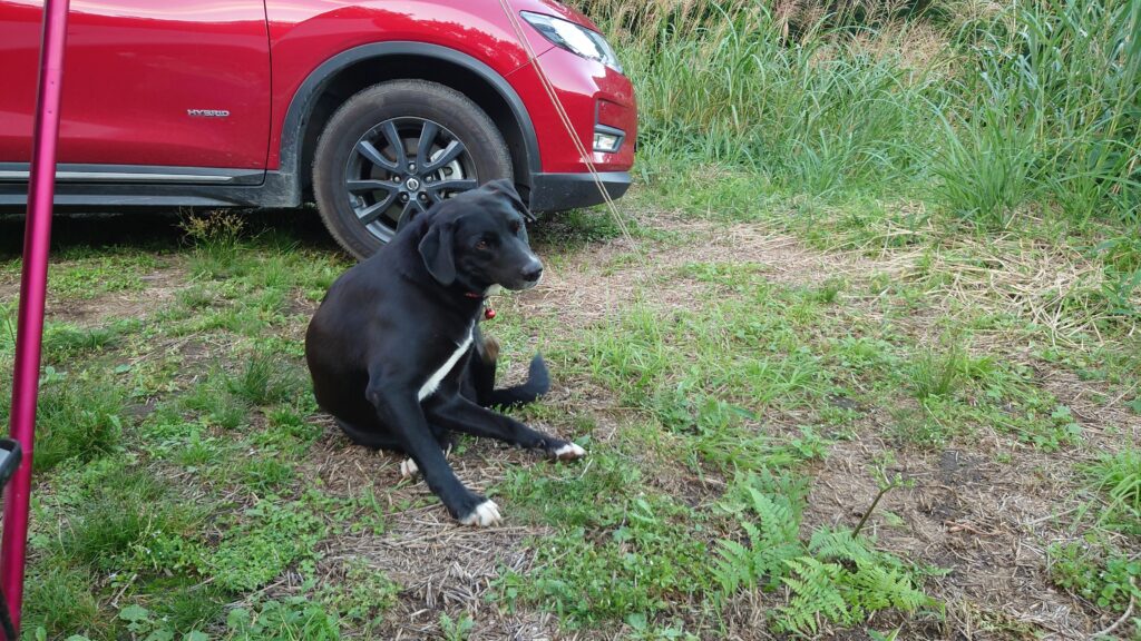 星空キャンプ場犬の座り込み