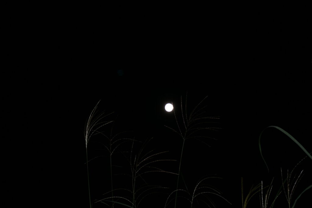 星空キャンプ場中秋の名月となんかの穂