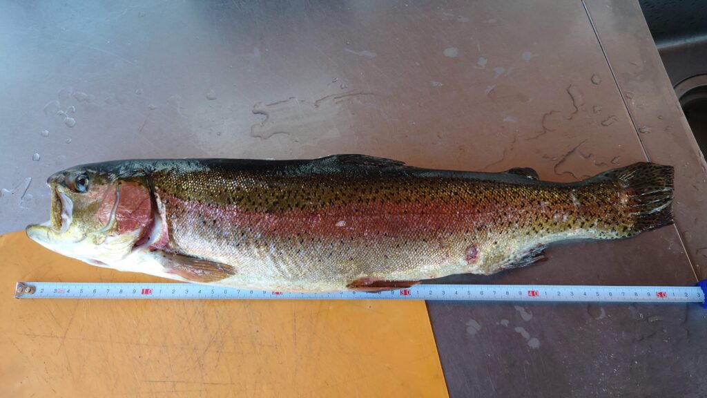 バラギ湖最終戦で人が釣った鱒
