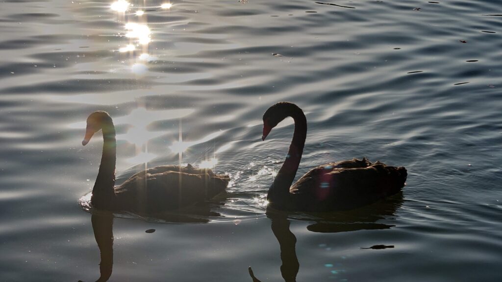 上野沼コクチョウ