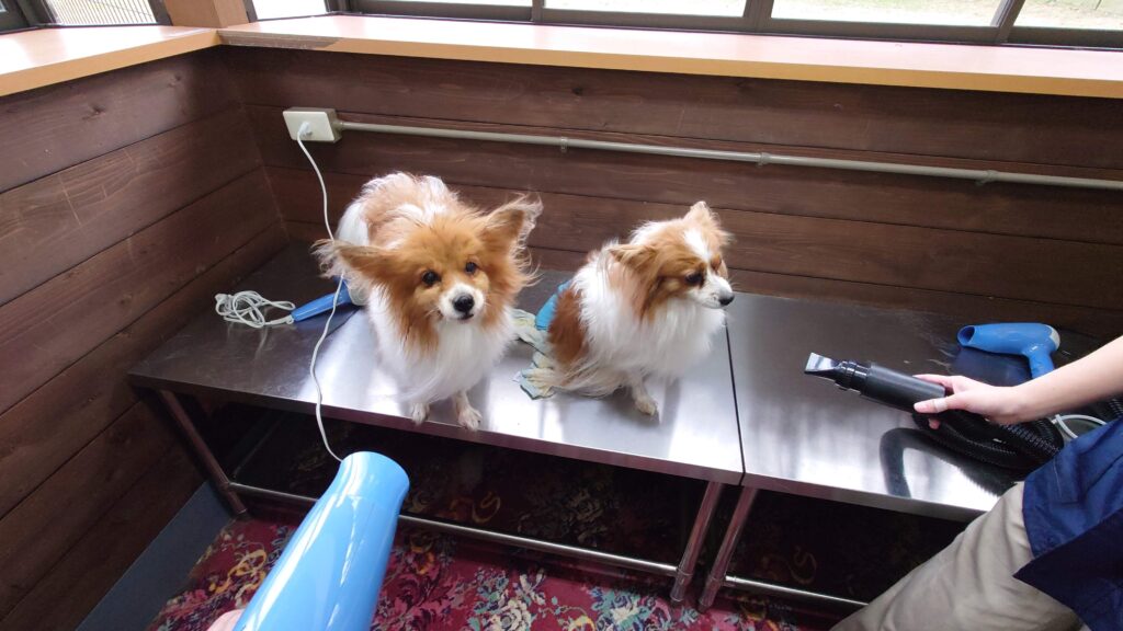 ドライヤーで犬の毛を乾かす