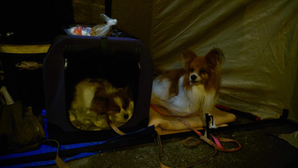 テント内の愛犬