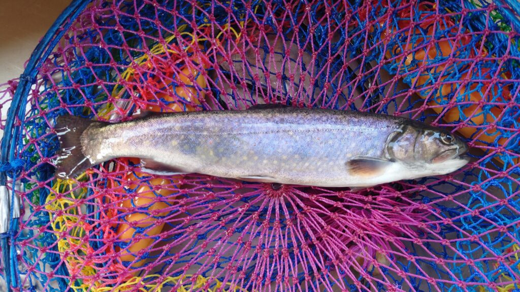 柏倉フィッシングパークで釣ったマス