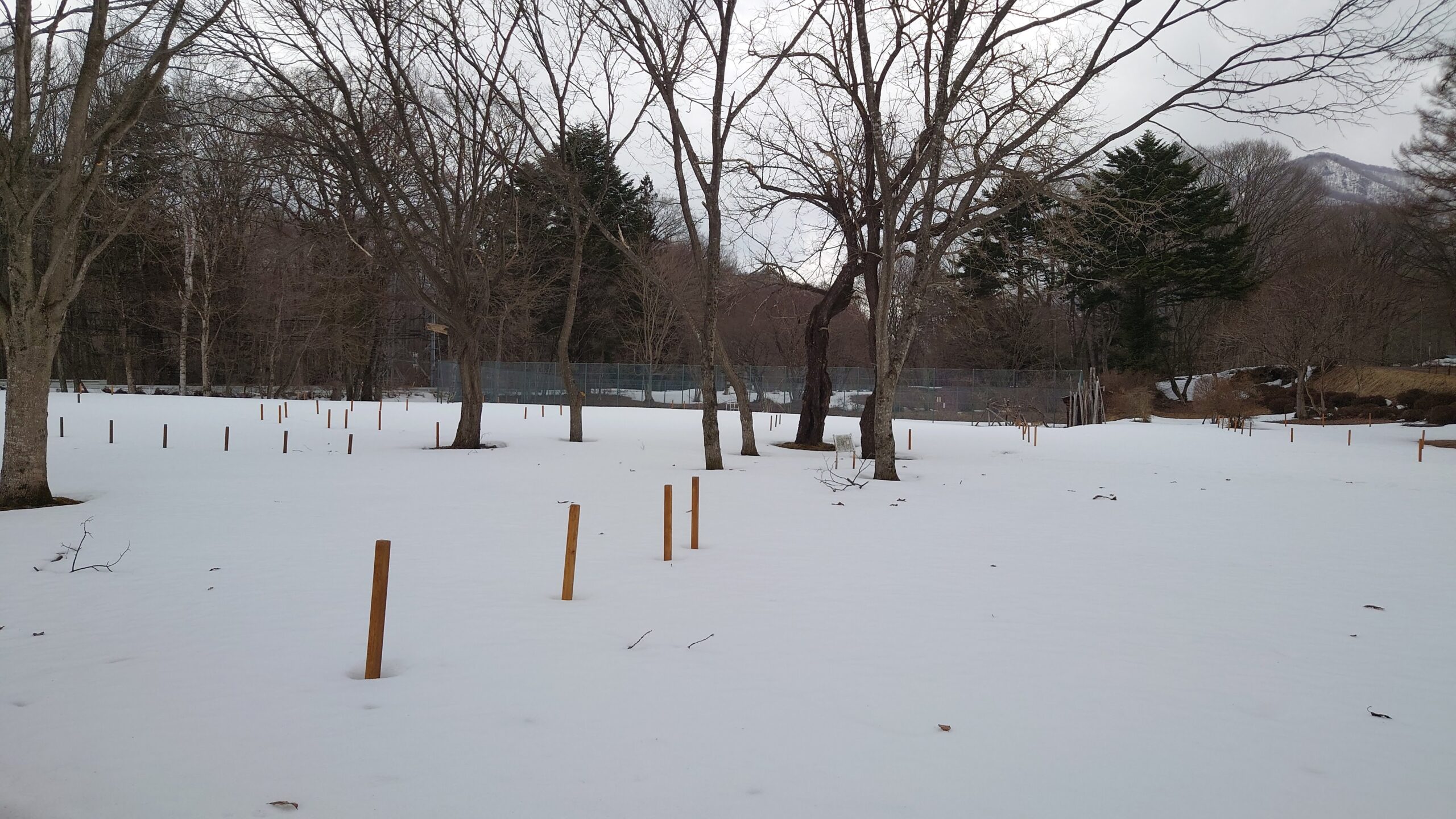 一面雪に覆われたちばむらオートキャンパーズリゾート