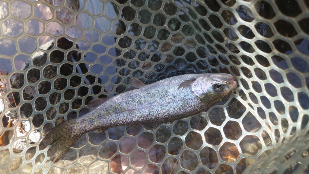 ようらくのニジマスその1