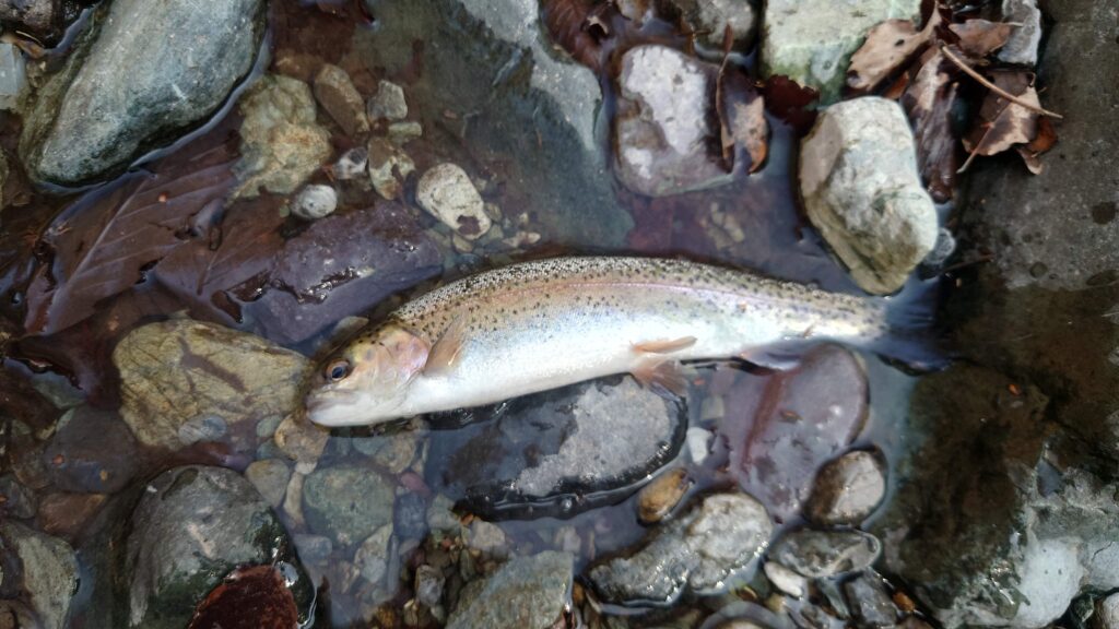 ようらくのニジマスその2