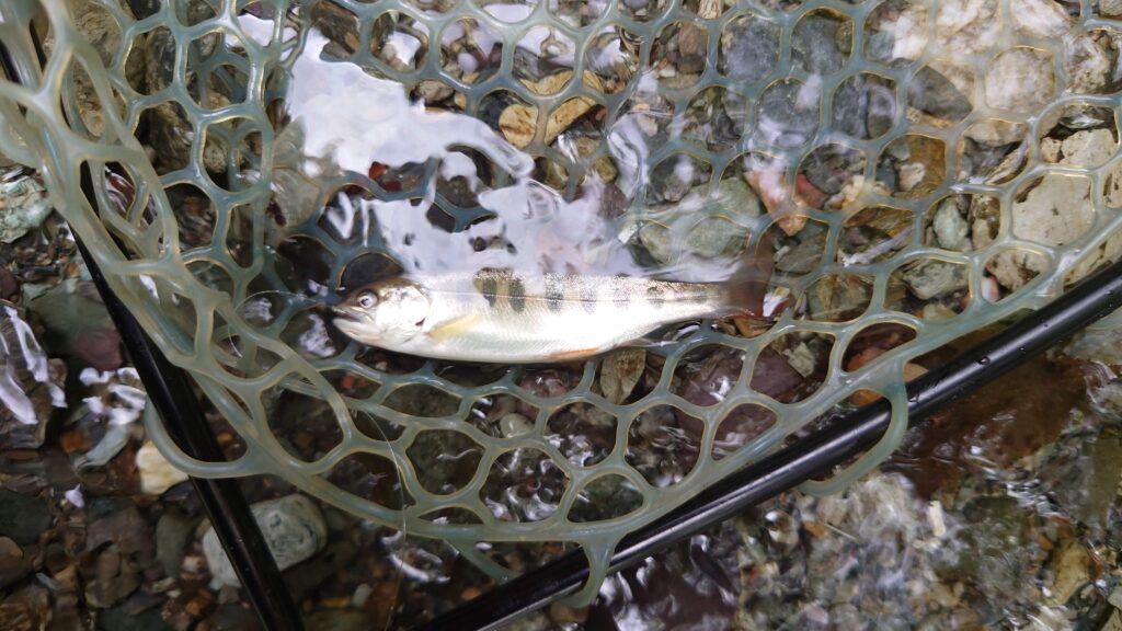 渓流釣り場ようらくのヤマメ