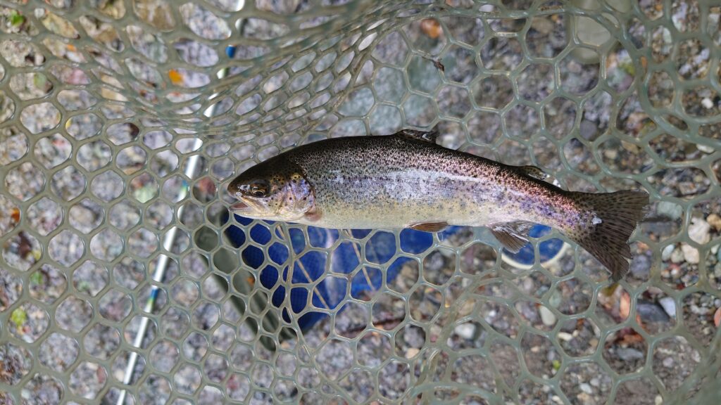 渓流釣り場ようらくのニジマス