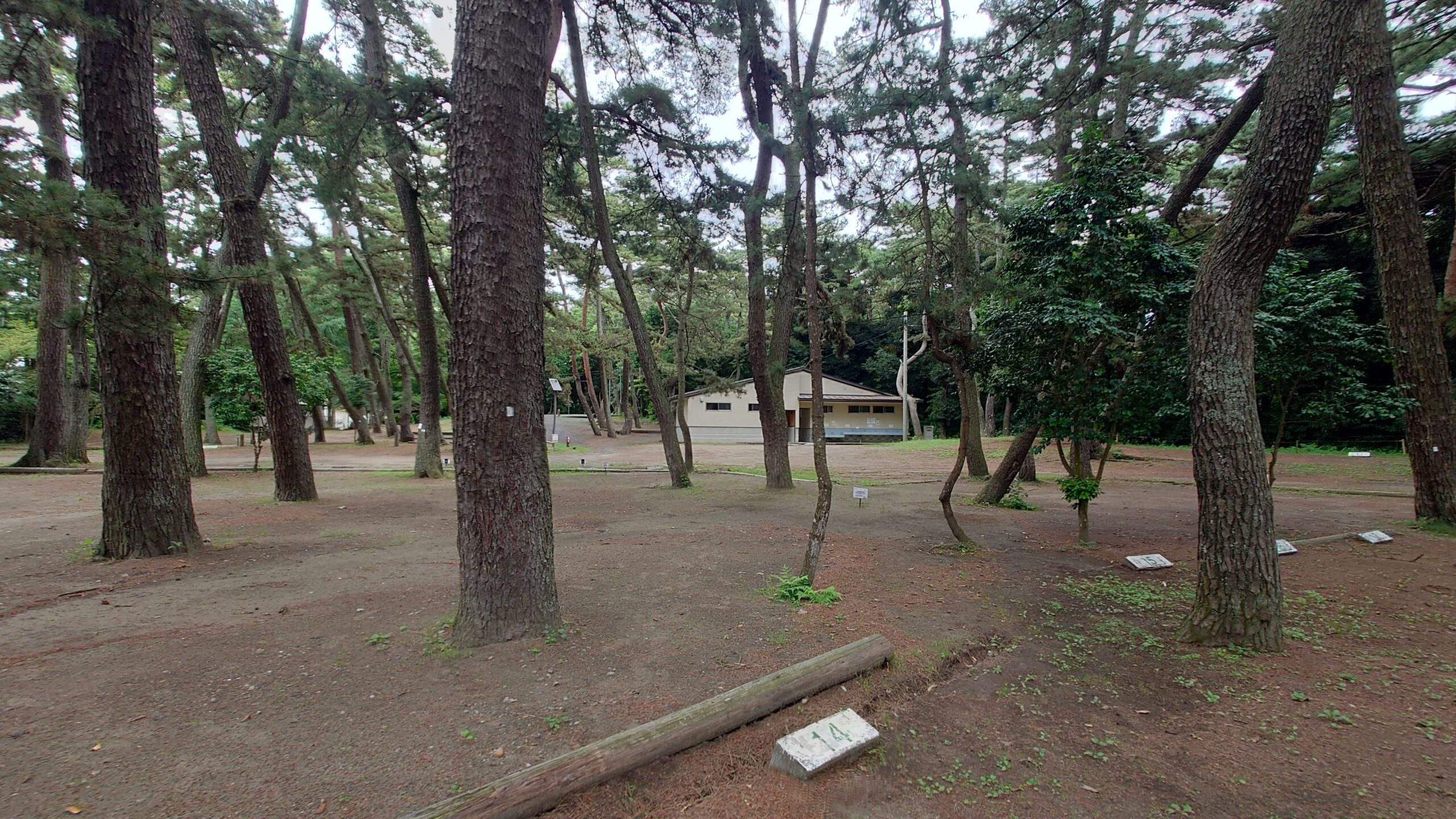 大洗キャンプ場松林