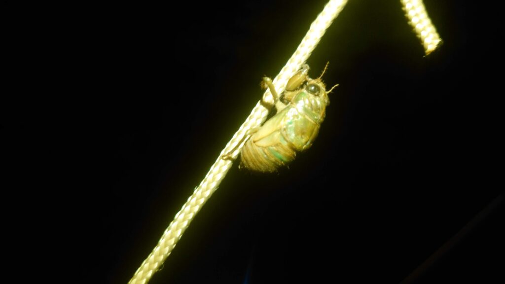 勝尾崎キャンプ場蝉の幼虫