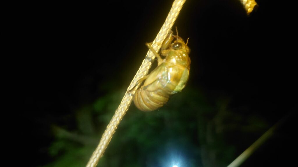 勝尾崎キャンプ場蝉の羽化