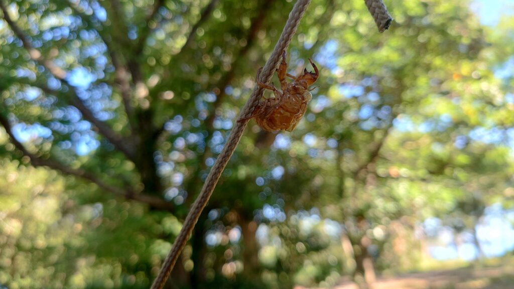 勝尾崎キャンプ場蝉の抜け殻