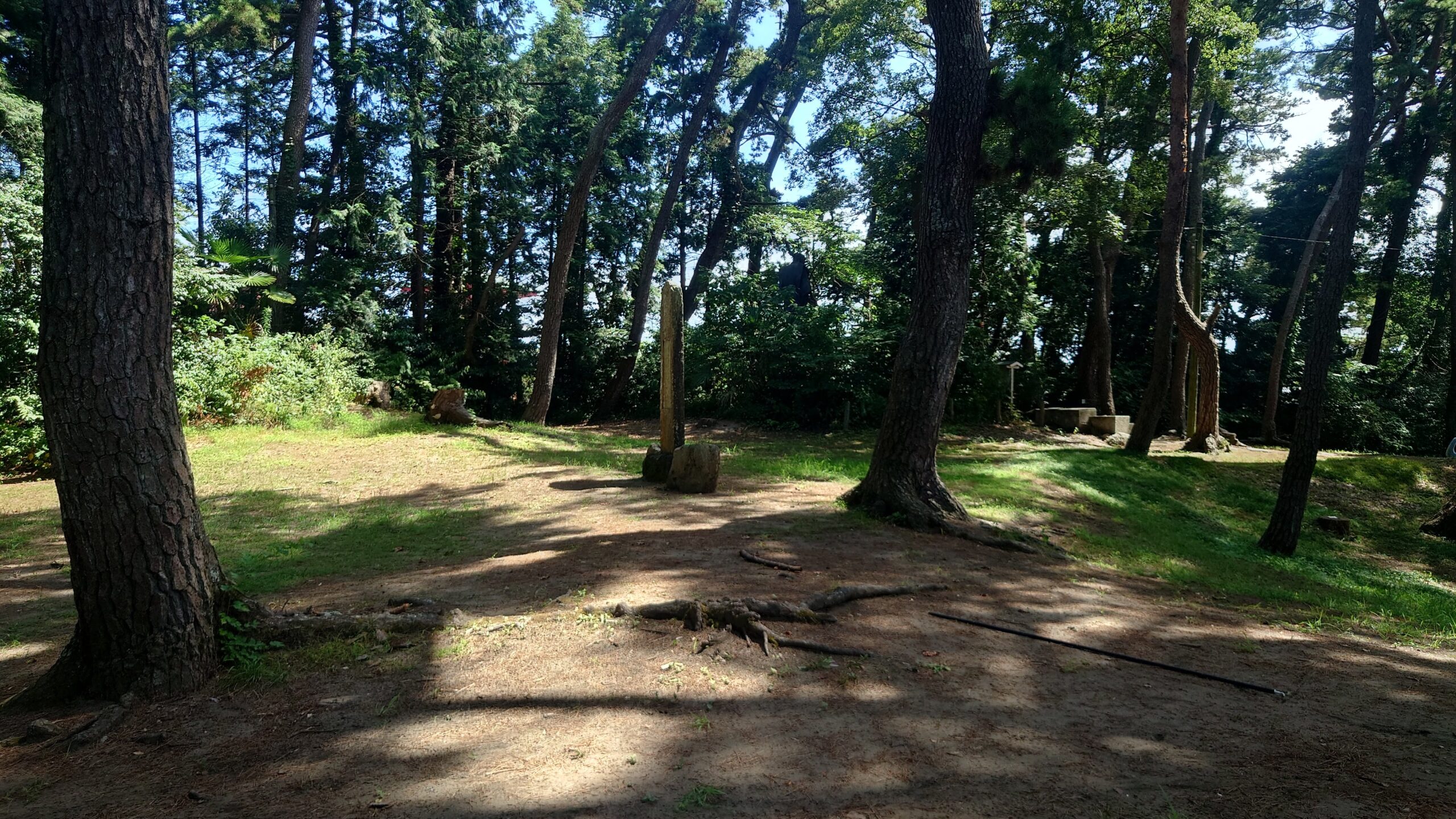 大洗キャンプ場入り口付近の松林