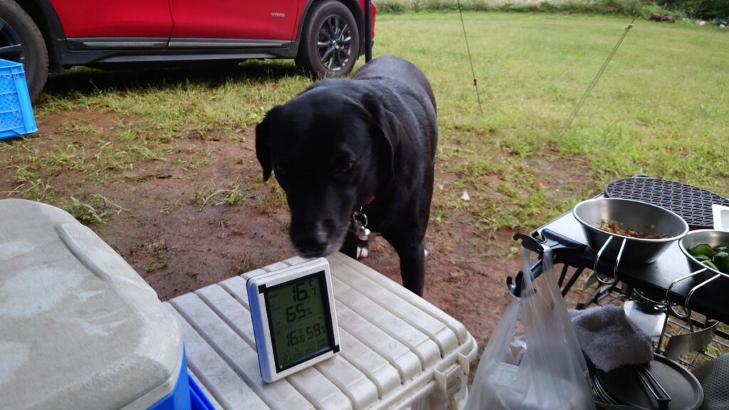 星空キャンプ場パトロール犬？