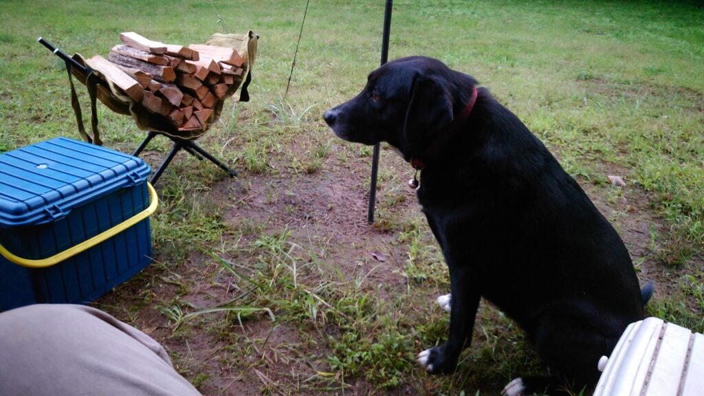 隣にしばらくお座りをするキャンプ場の主