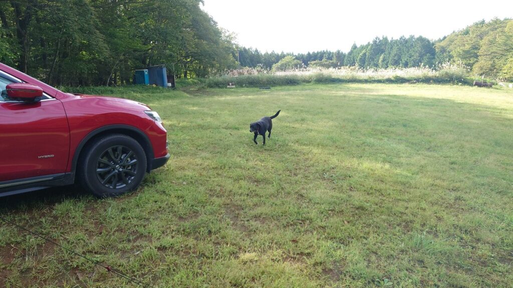 星空キャンプ場二日目のお客様