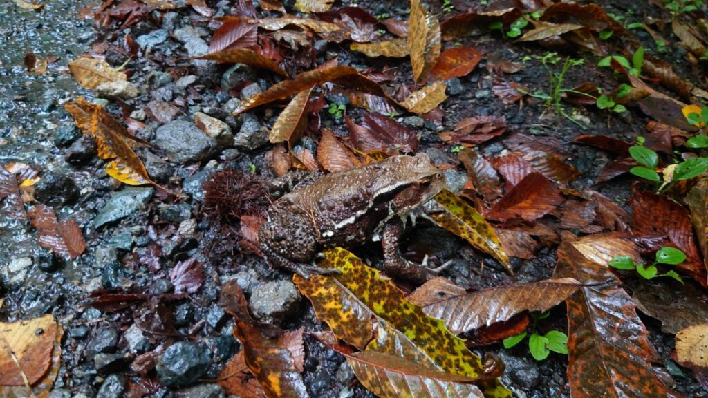 保護色のヒキガエル