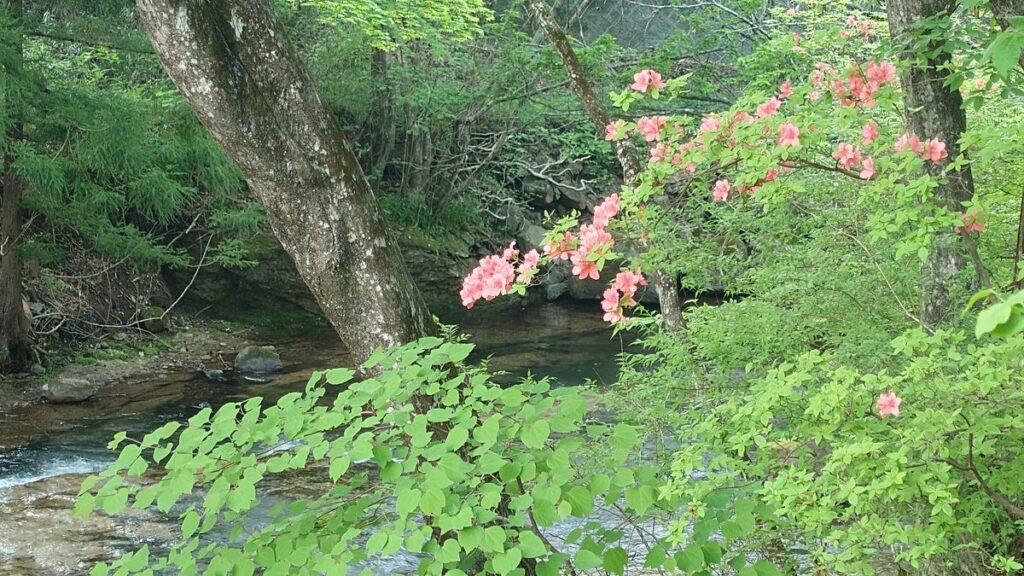 まなかの森キャンプ場を流れる沢の近くのツツジ