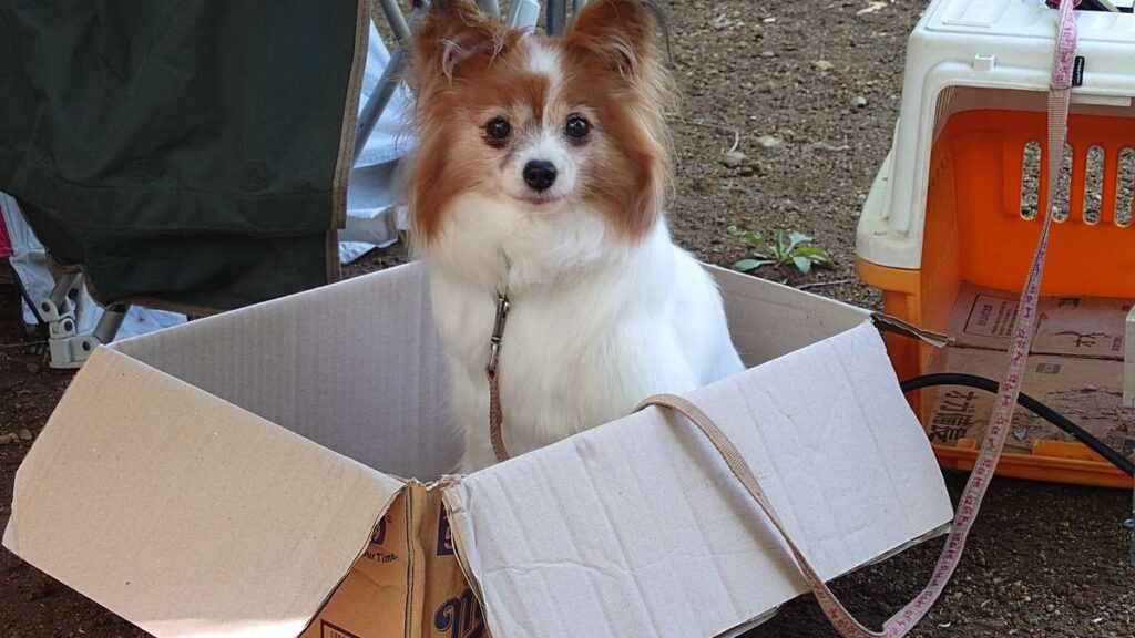 弟家族の家の愛犬