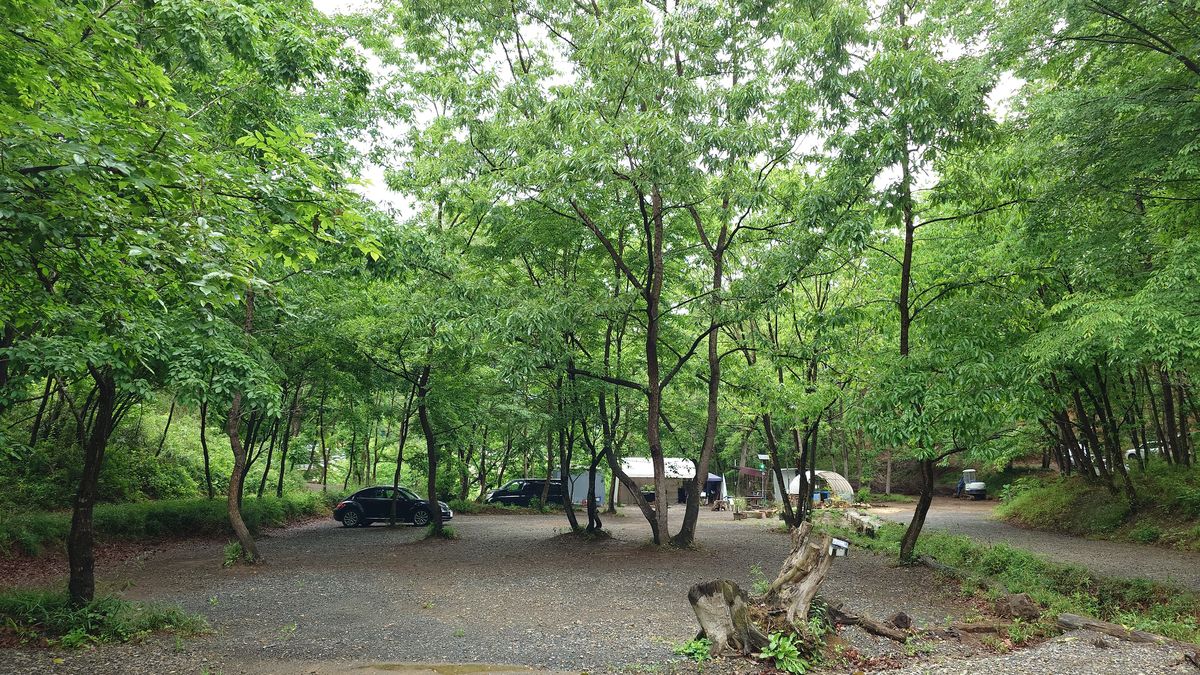 新緑の栃木の森キャンプ場