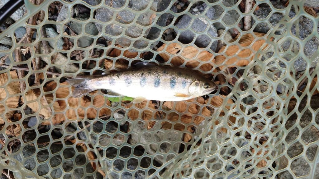 渓流釣り場ようらく一番最初に釣れたヤマメ